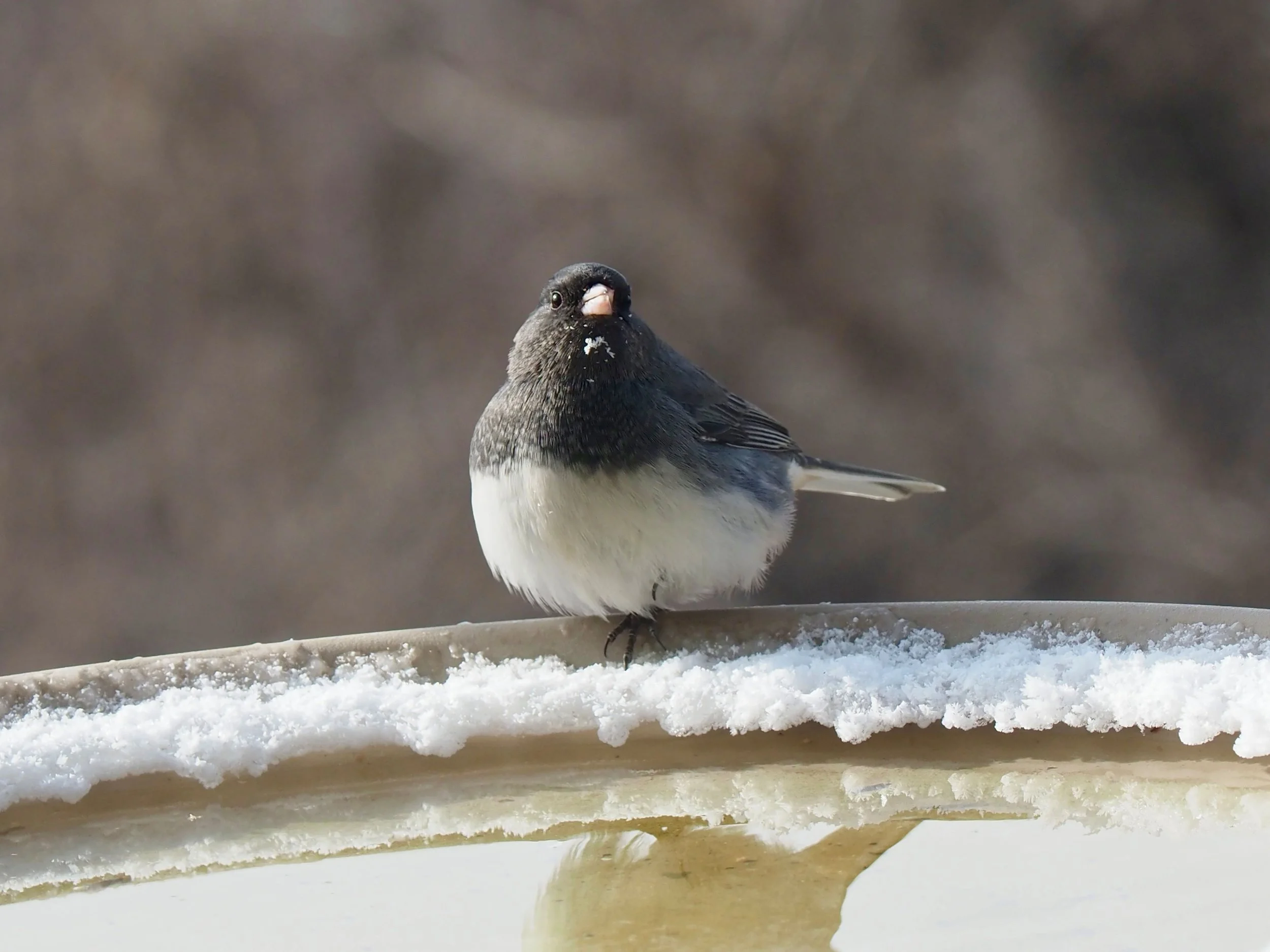 Junco.jpg