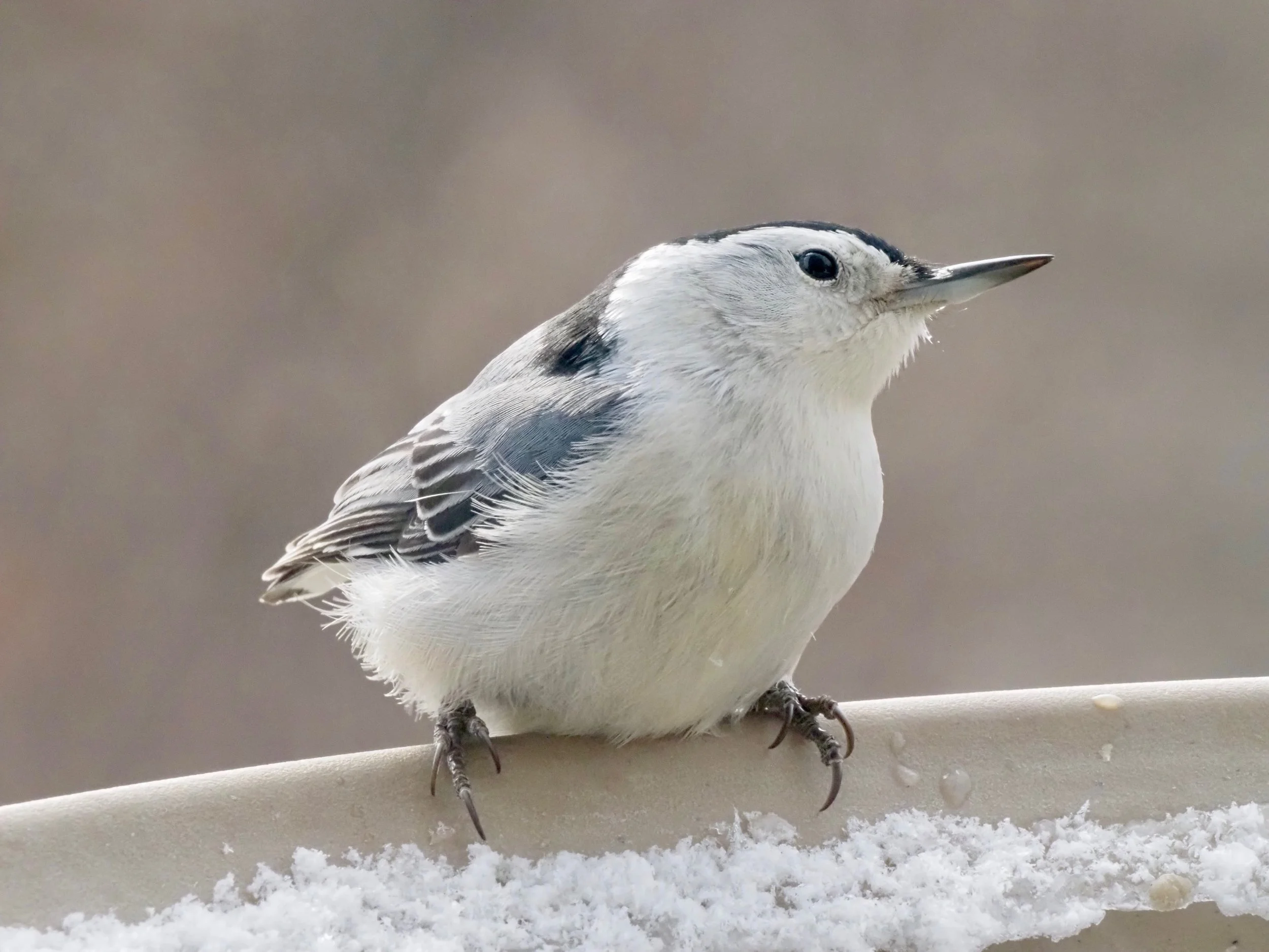 White-breasted nuthatch.jpg