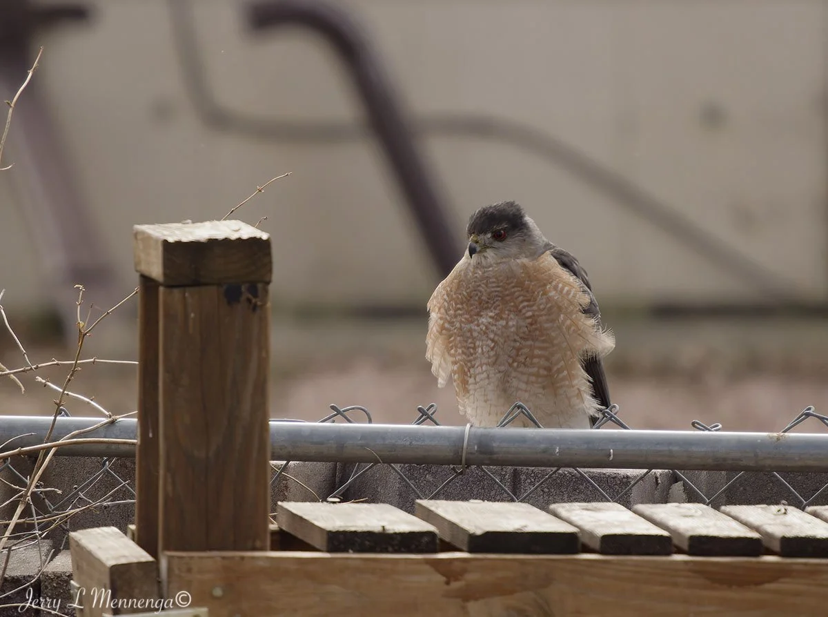 Coopers Hawk Backyard Birds Sioux City 2026 01-30_0115_DxO.jpg