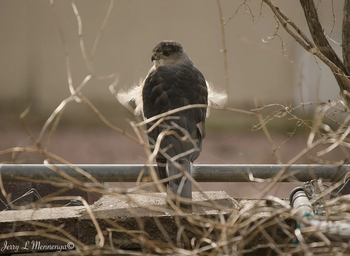 CoopersHawkBackyardBirdsSiouxCity 202601-30_0016_DxO.jpg