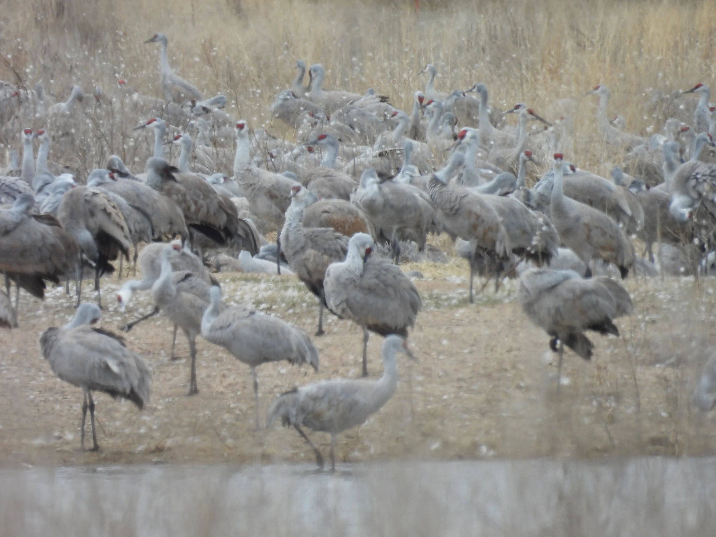 Sandhill Crane Trip