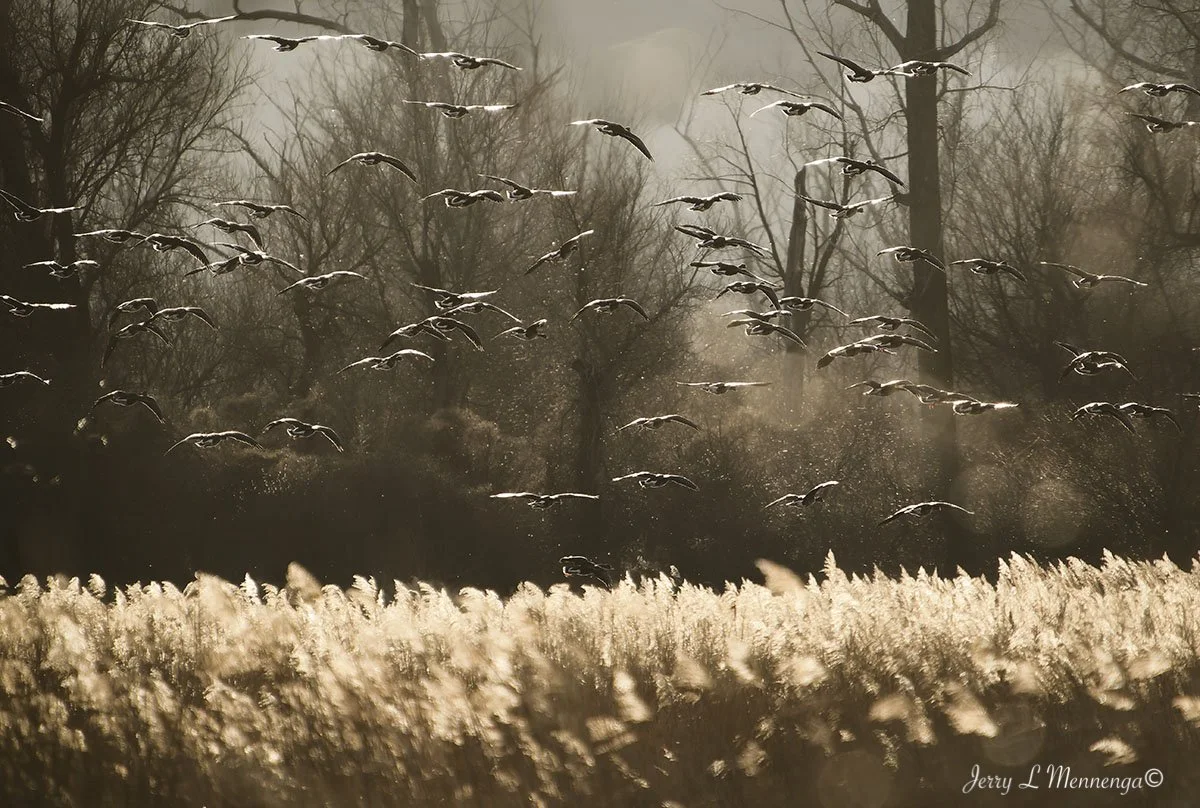 Geese Snyder Bend Lake 2026 02-10_0019_DxO.jpg