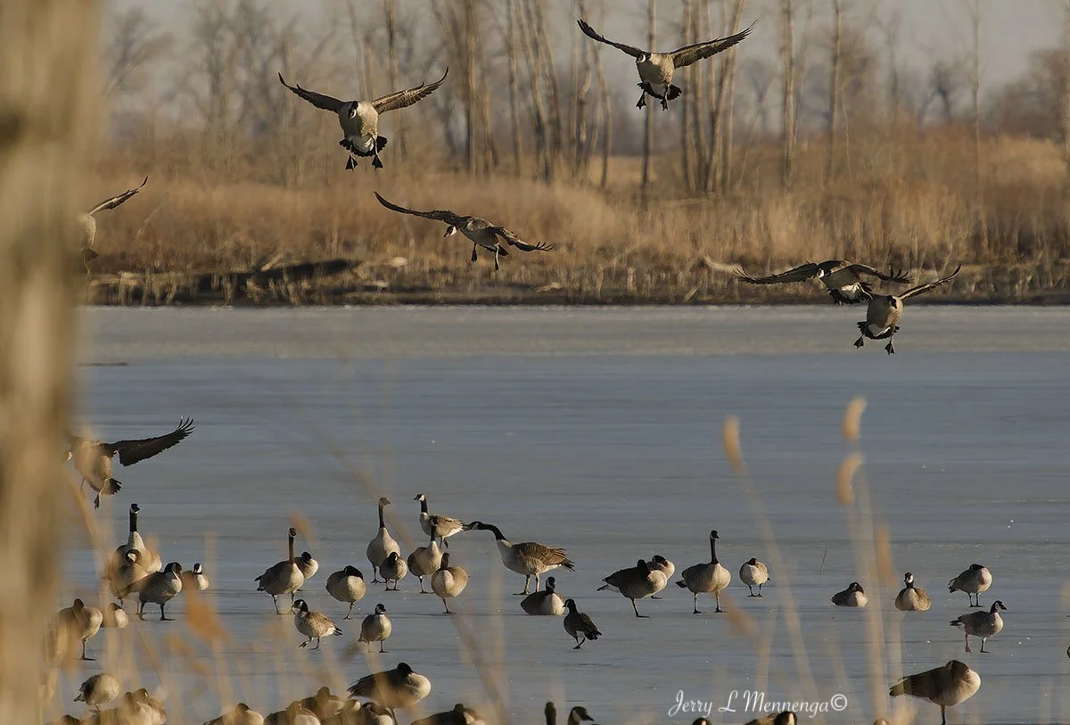 Geese Snyder Bend Lake 2026 02-10_0214_DxO.jpg