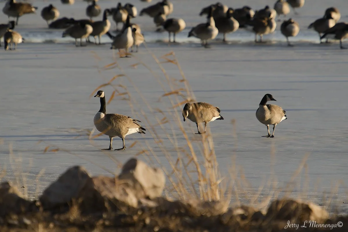 Geese Snyder Bend Lake 2026 02-10_0325_DxO.jpg