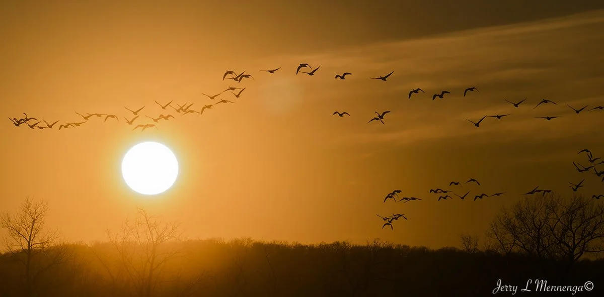 Geese Snyder Bend Lake 2026 02-10_0652_DxO.jpg