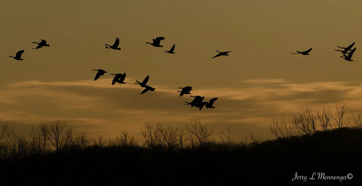 Geese Snyder Bend Lake 2026 02-10_0711_DxO.jpg
