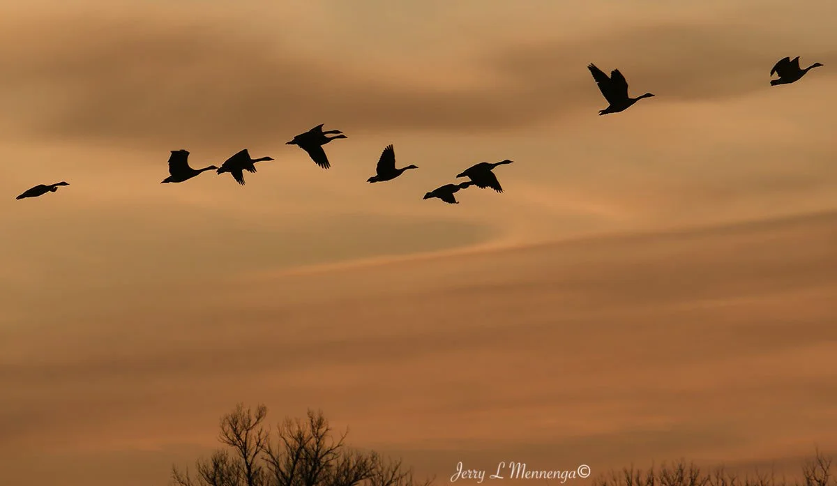 Geese Snyder Bend Lake 2026 02-10_0924_DxO.jpg