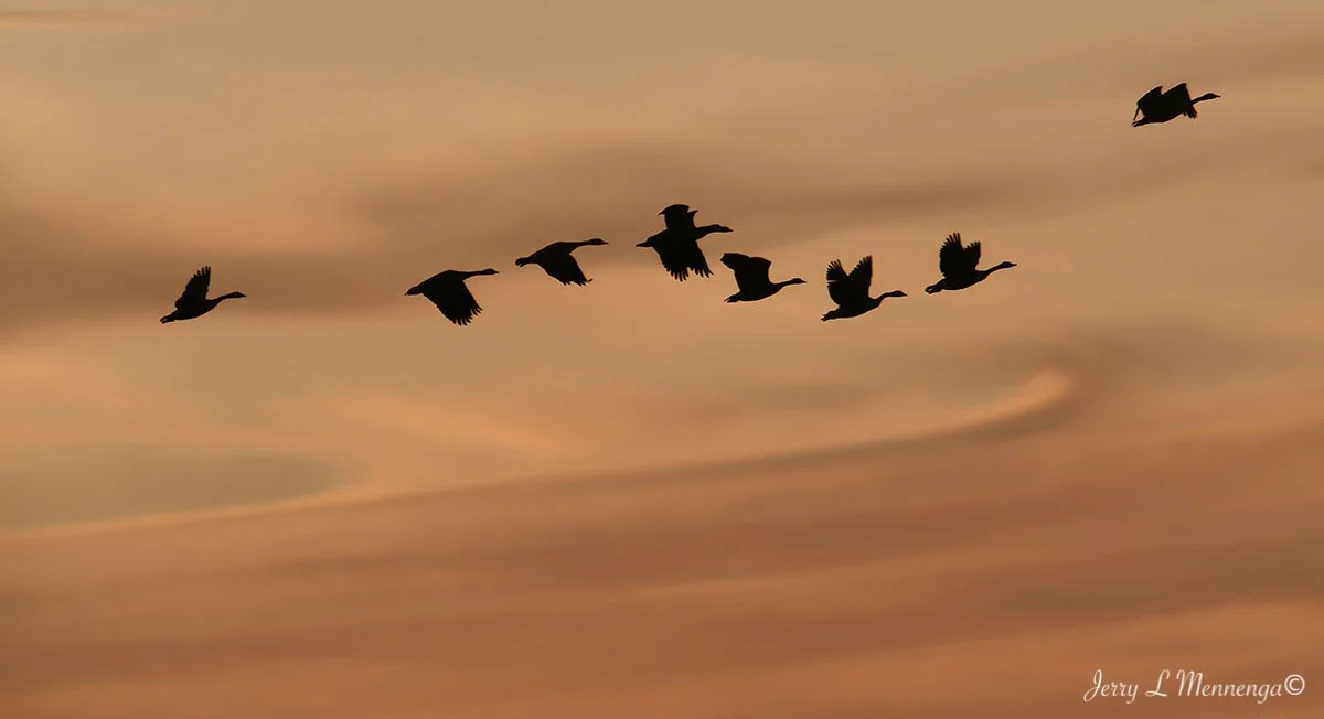 Geese Snyder Bend Lake 2026 02-10_0934_DxO.jpg