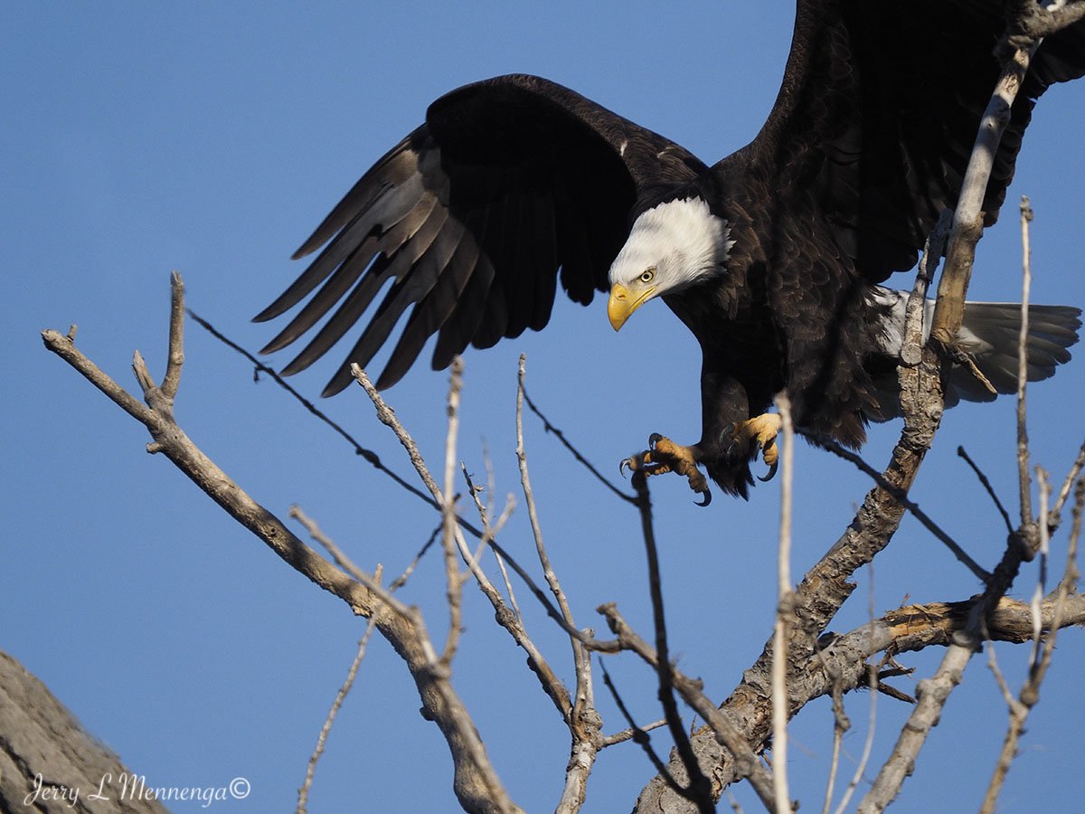 1 Mennega BaldEagleGavinsPointDam0229.JPG