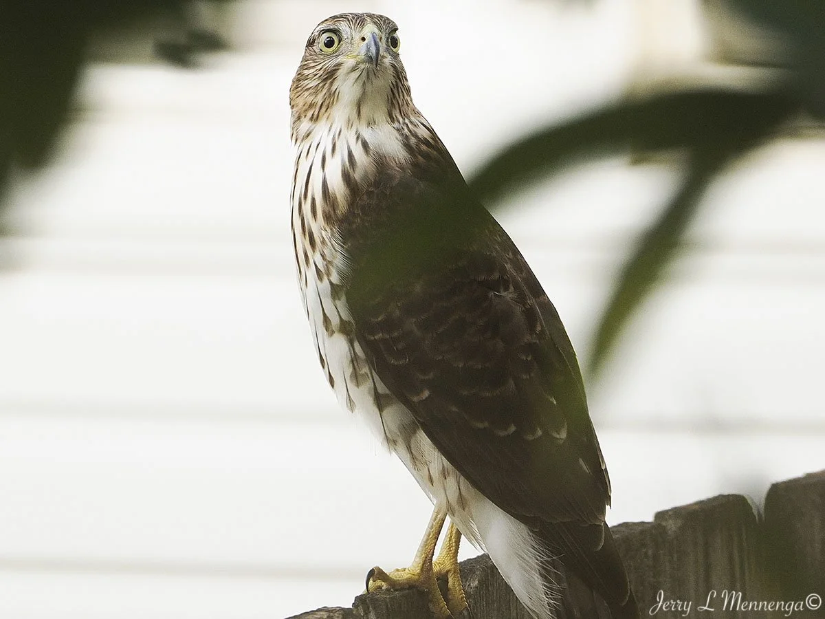 2_ Mennega Cooper's Hawk backyard 0908.JPG