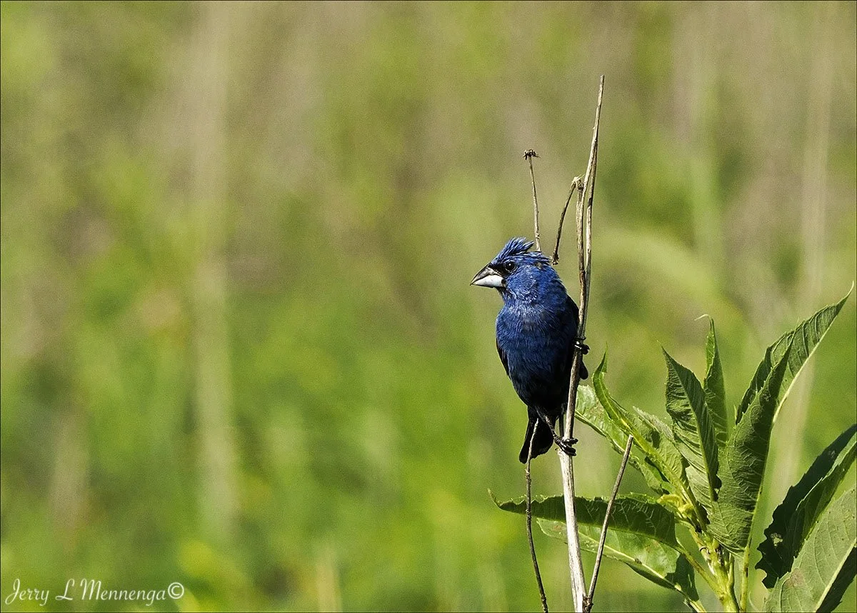 3_I Mennega ndigo BuntingOwegoWetland202507-13.0709.JPG