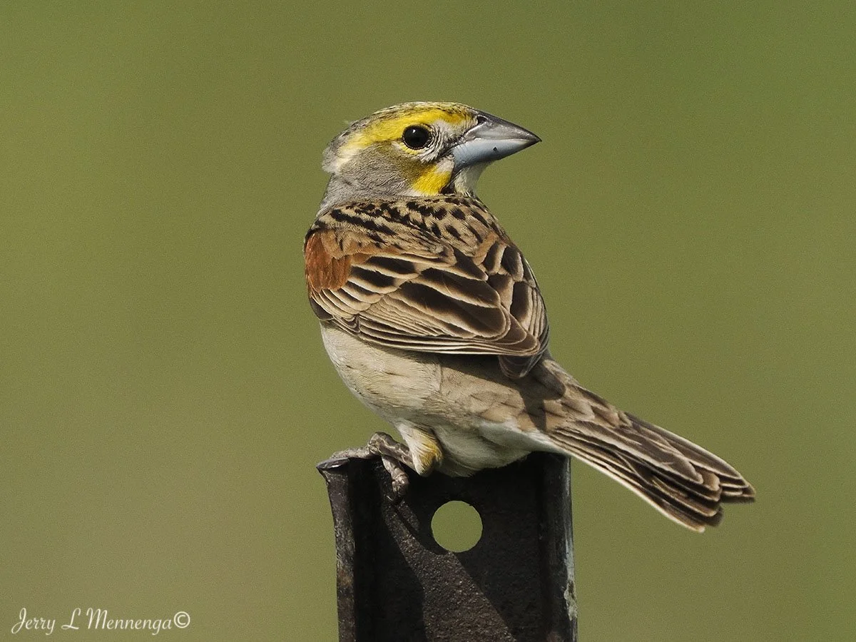 4_ Mennega Dicksissel OwegoWetland202506-02_0789.JPG