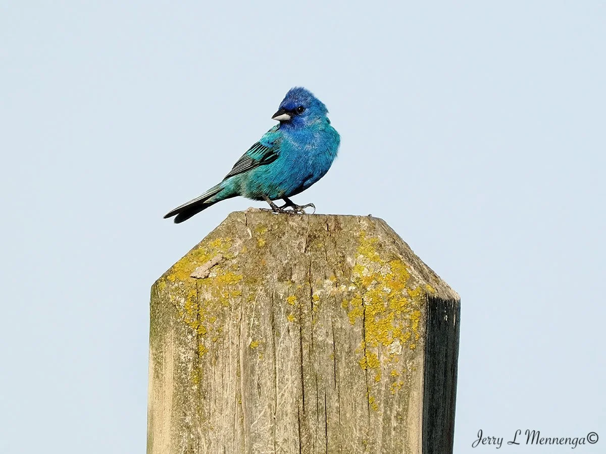 5_ Mennega Indigo Bunting OwegoWetland202508.JPG