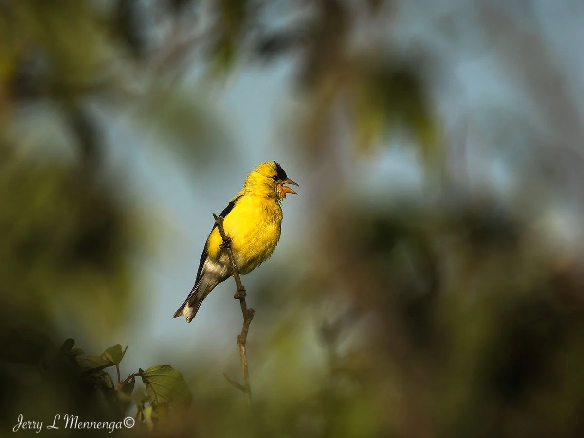 6_ Mennega American Goldfinch OwegoWetland202508-24_0548.JPG