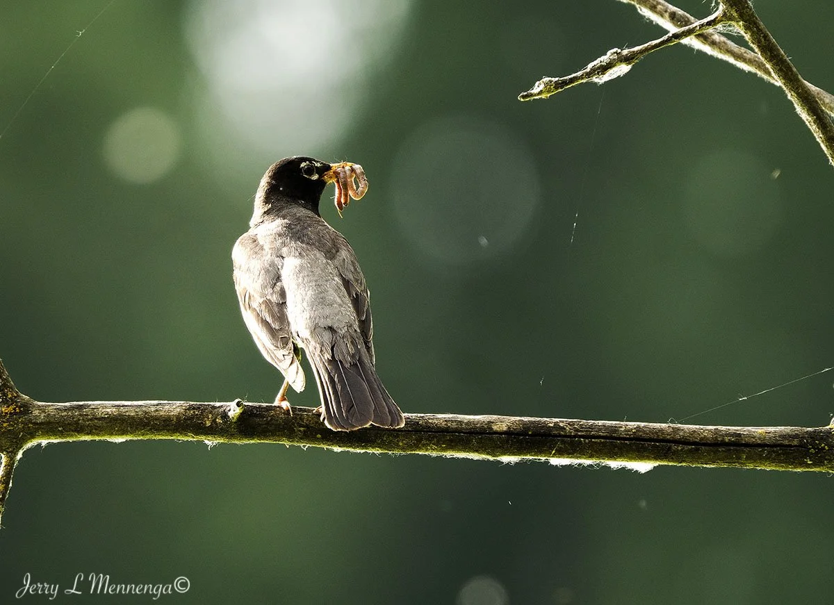 7_ Mennega American Robin AdamsHomestead202506-18_0017.JPG