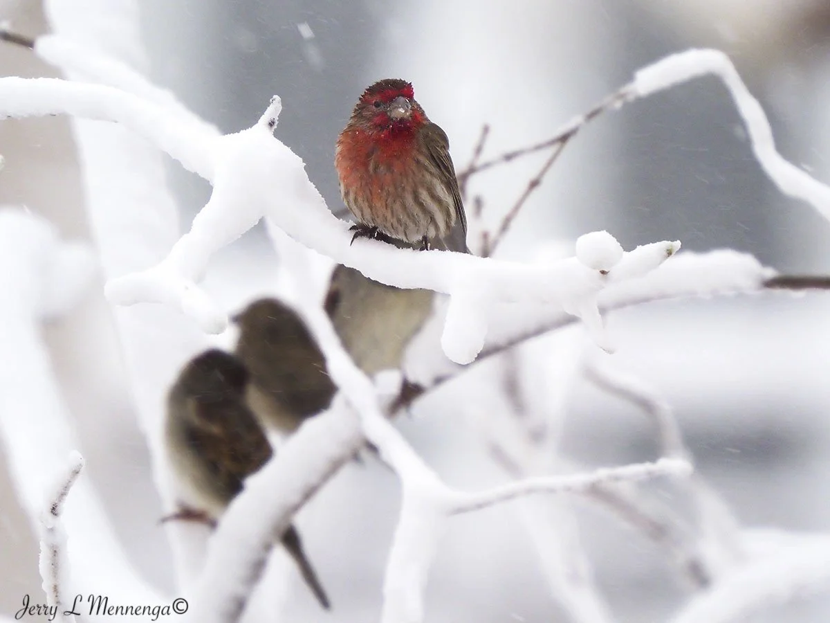8_ Mennega House Finch.BackyardBirdsSnowStorm20250319_0501.JPG