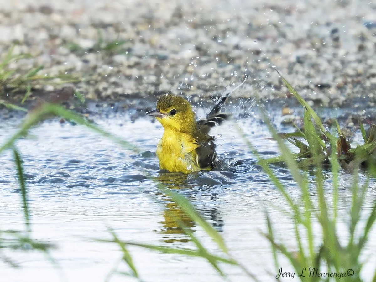9_ Mennega American GoldfinchOwegoWetland202508.JPG