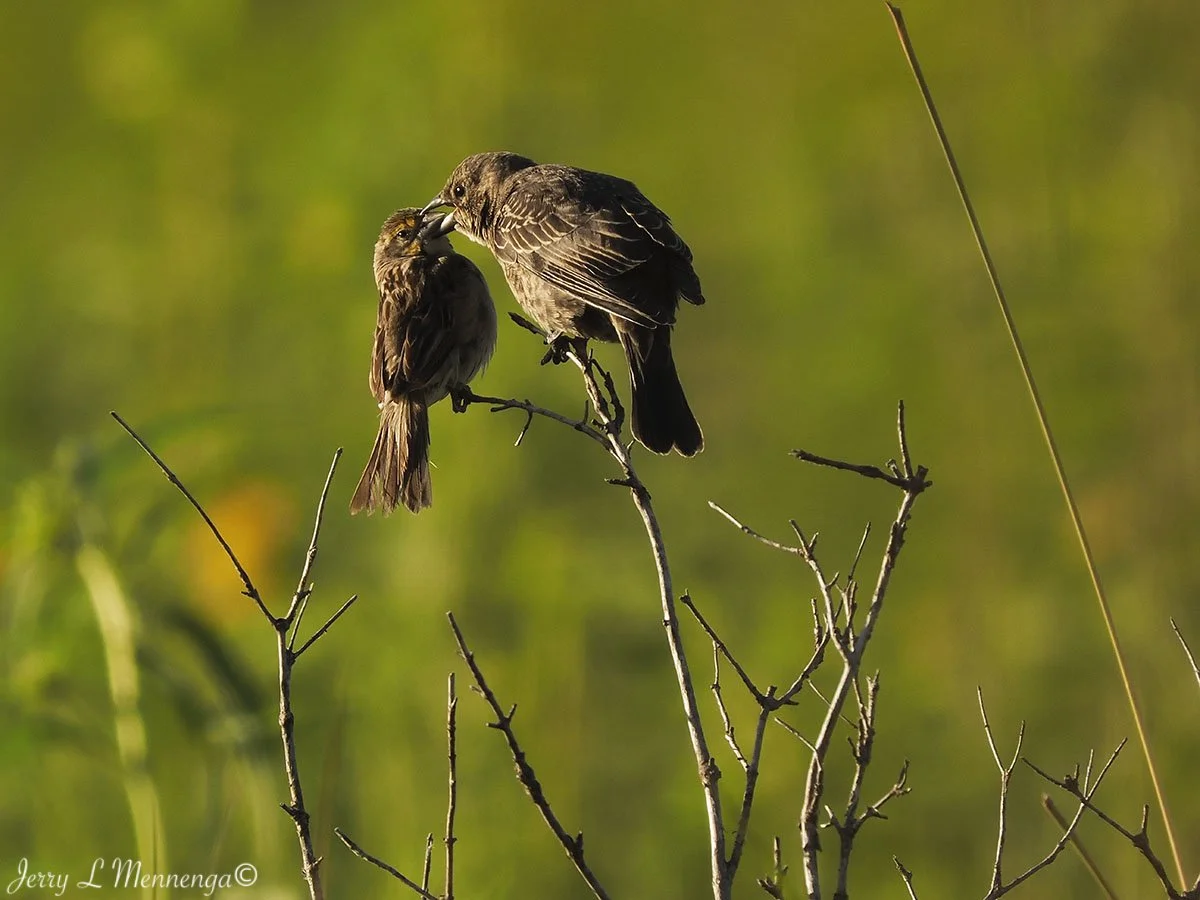 9_ Mennega BirdsOwegoWetland202508-24_0933.JPG