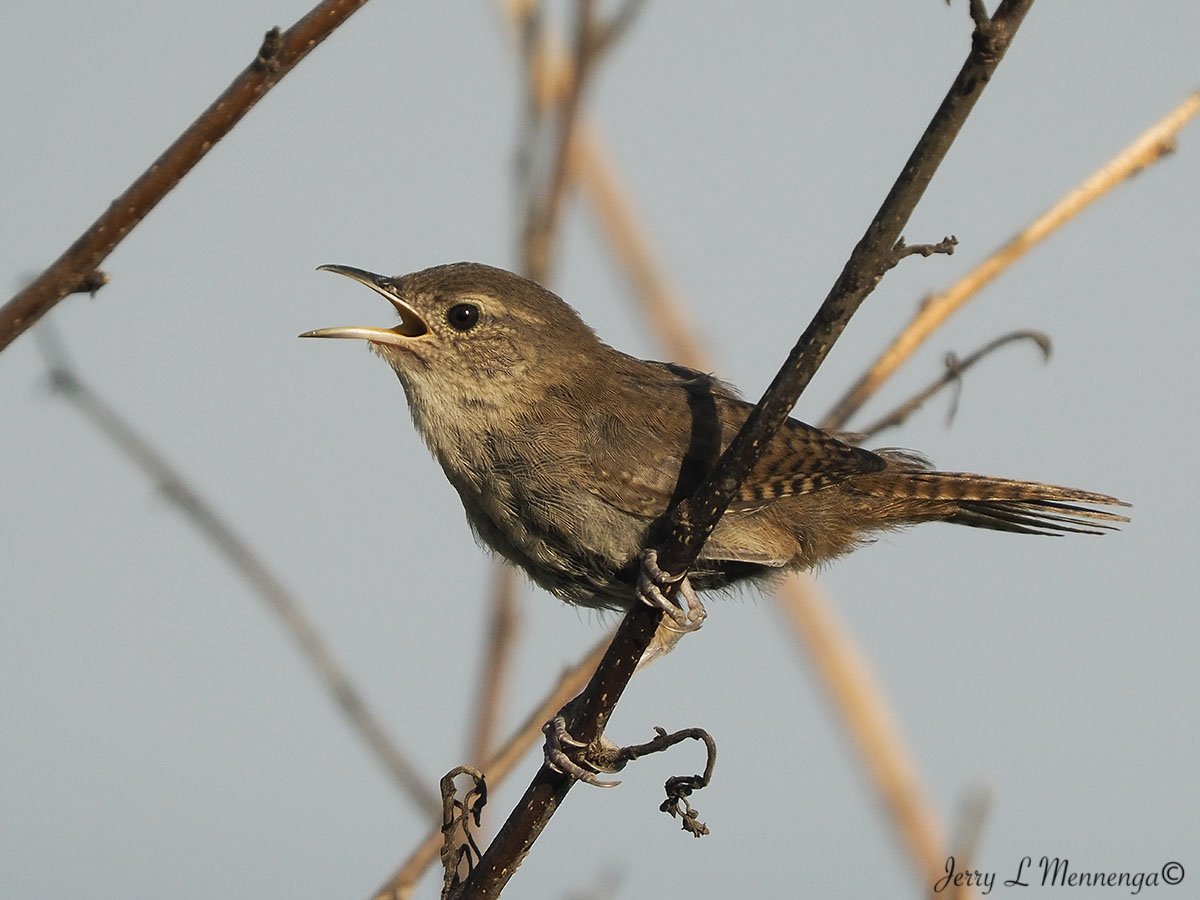 10_ Mennega House Wren OwegoWetland202508-21_1340.JPG
