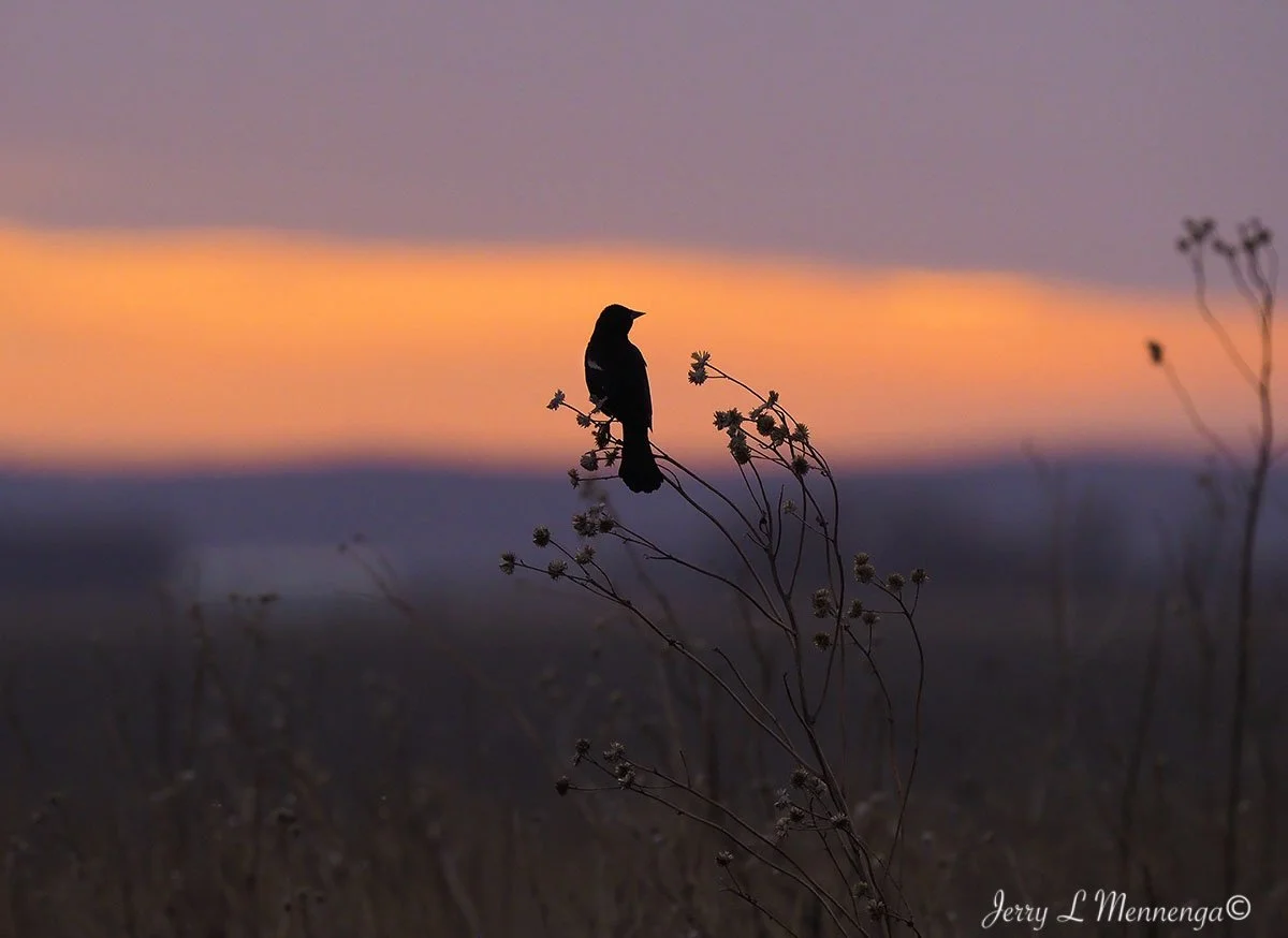 11_ Mennega BirdsOwegoWetland20250317_0764.JPG