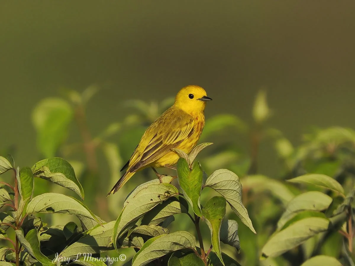 12_ Mennega BirdsOwegoWetland202507-13.JPG