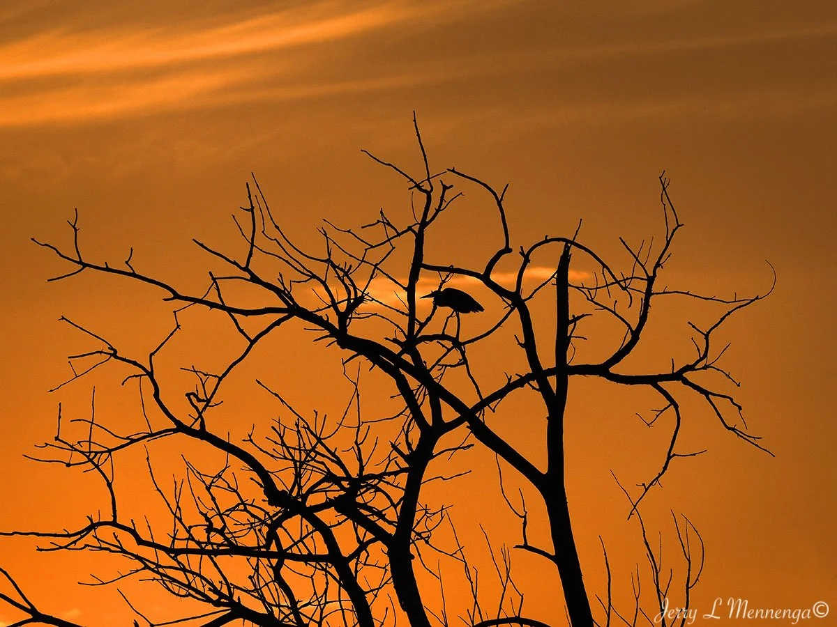 13_ Mennega BirdsSnyderBendPark202510-01_0314.JPG