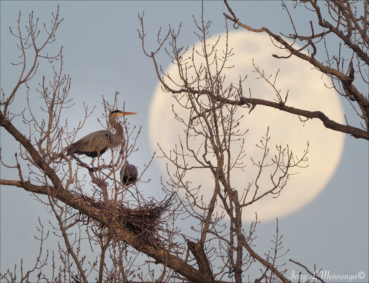 14_ Mennega RookeryGreatBlueHeron202504-11_1235_BB.JPG