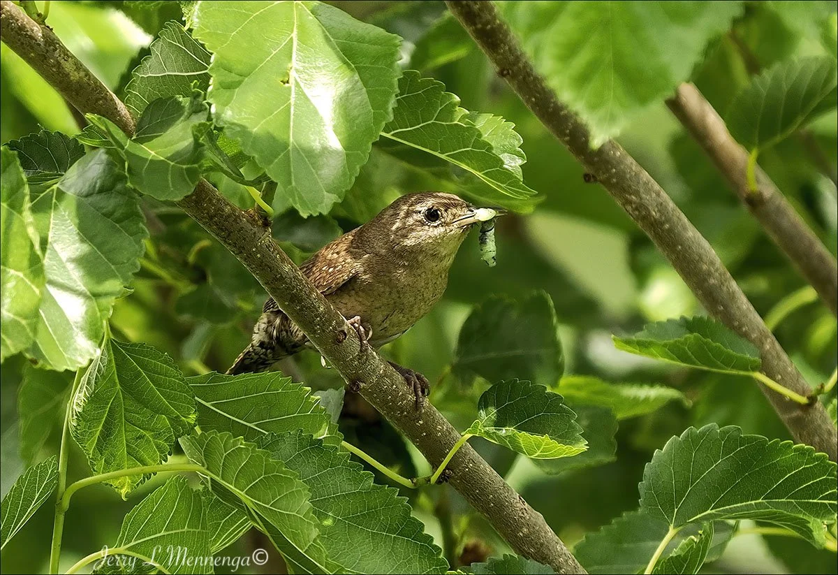 15_ Mennega BirdsUnionBridgeTrail202506-17_0509_BB-DeNoiseAI-clear.JPG