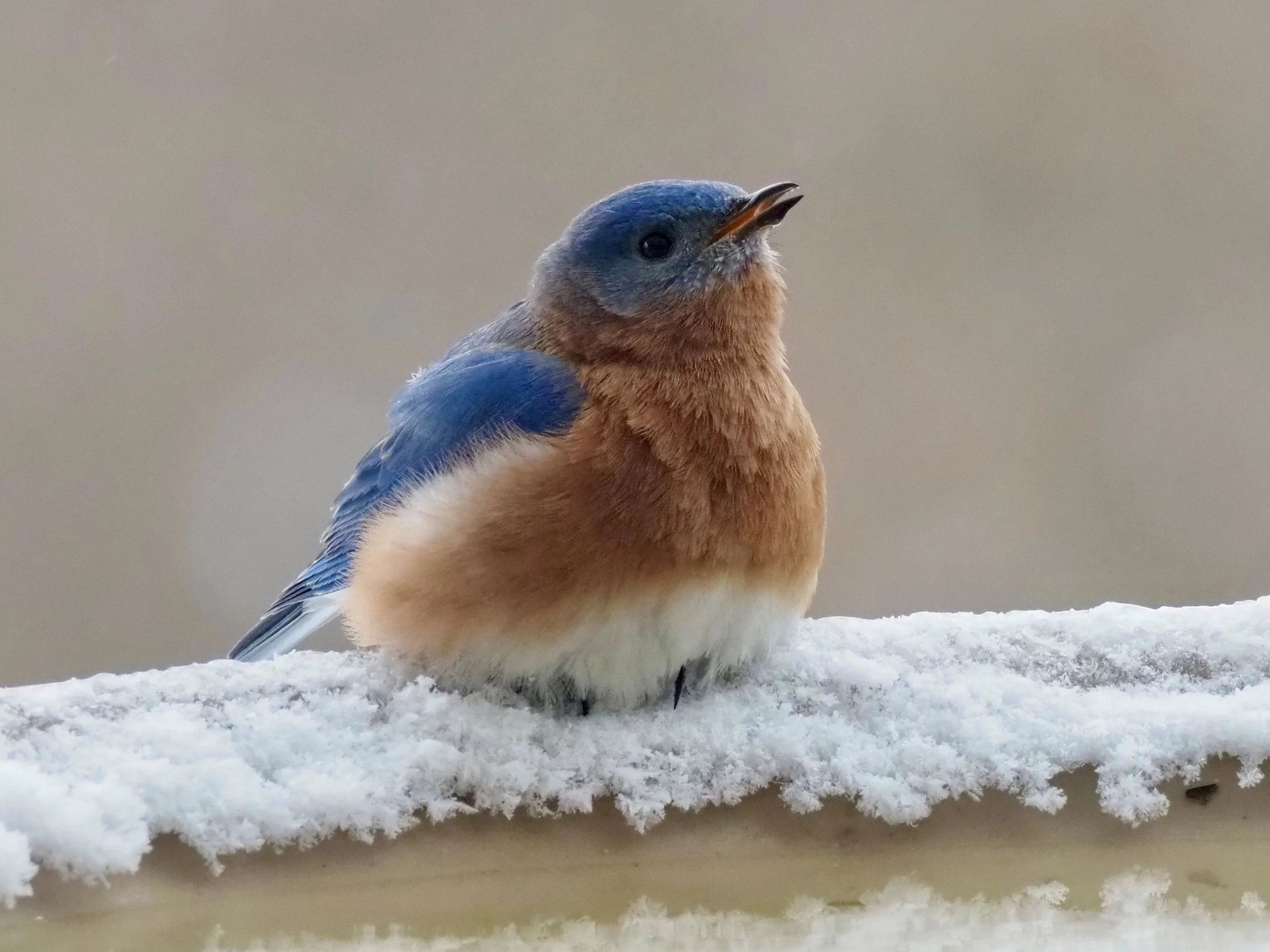 1 - Bluebird.jpg