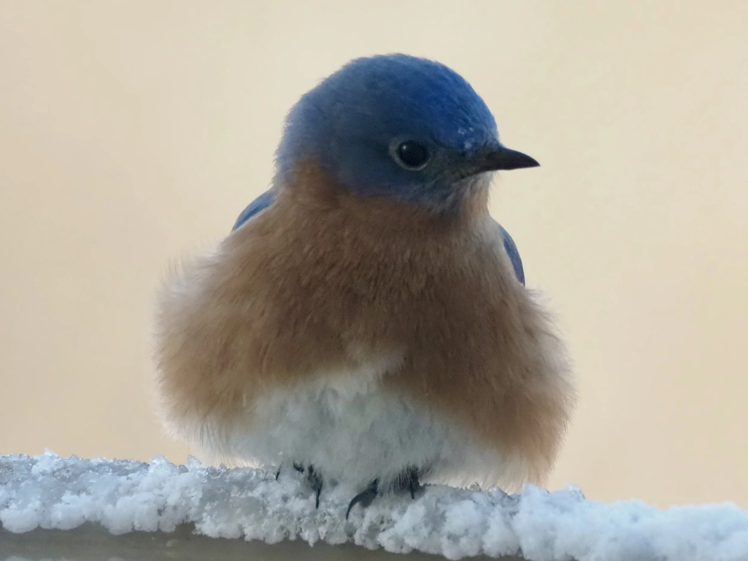 2 - Bluebird on Bath.jpg