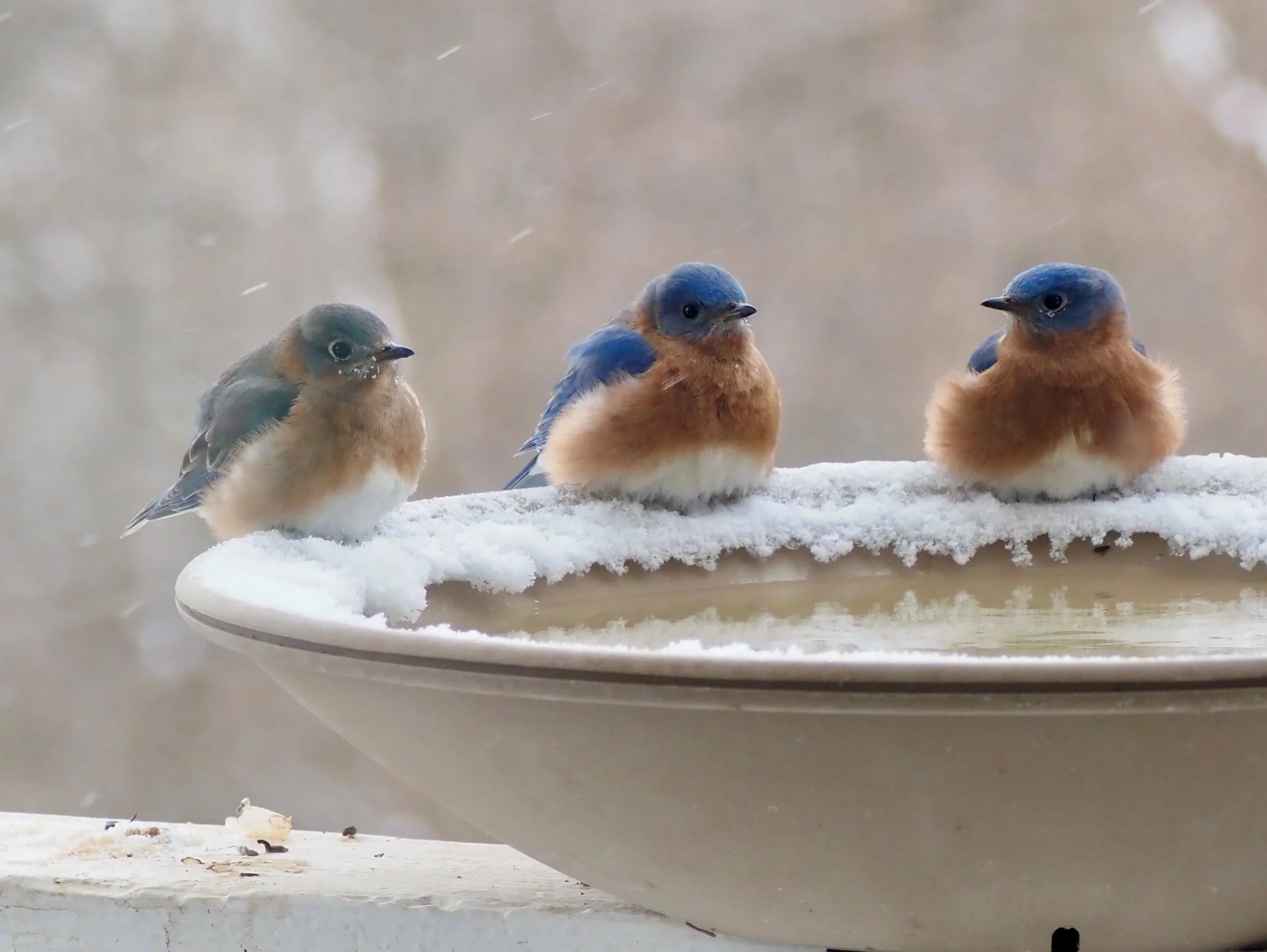 3 - Bluebird Family.jpg