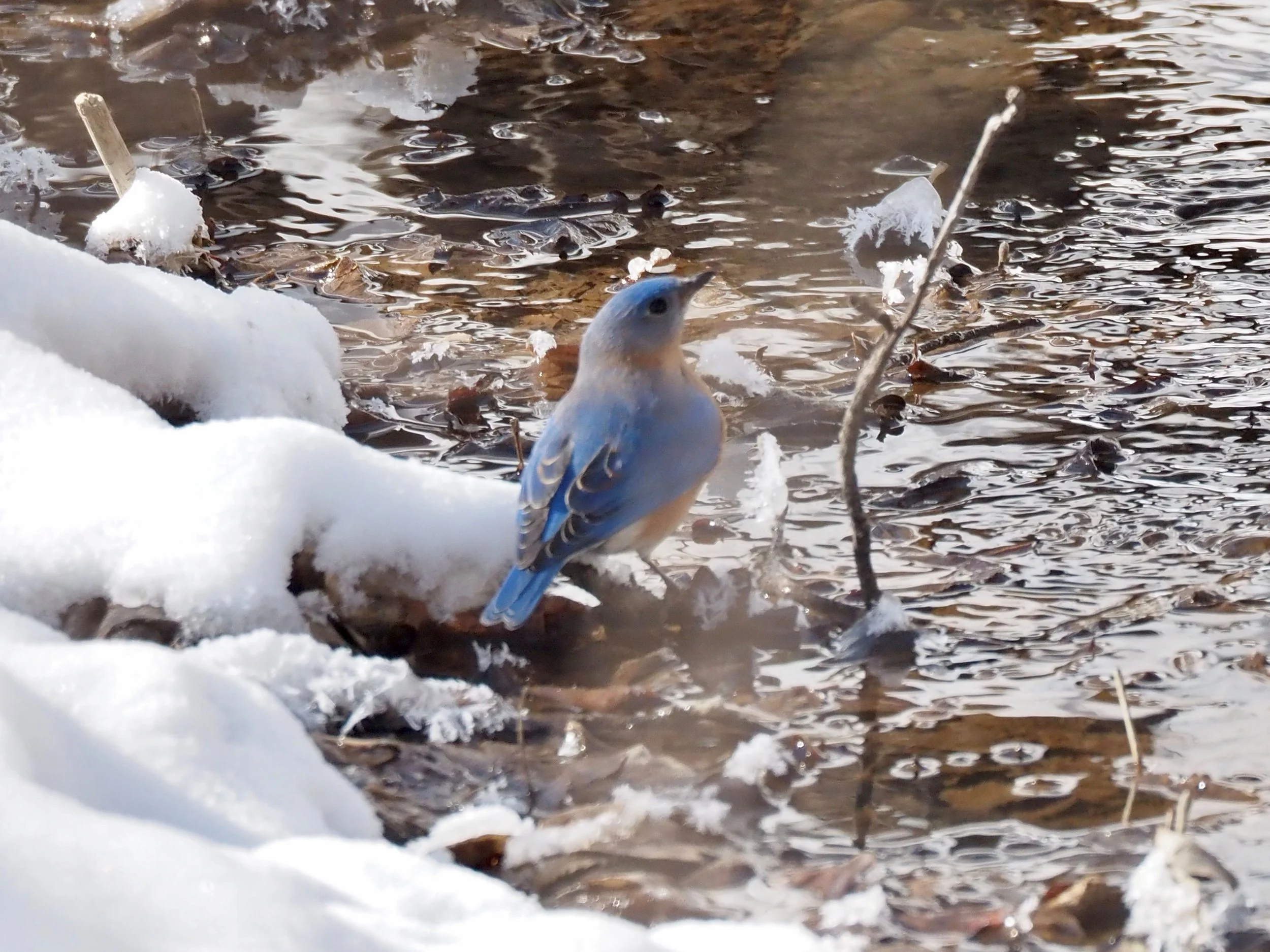4 - Bluebird at Stone Park.jpg