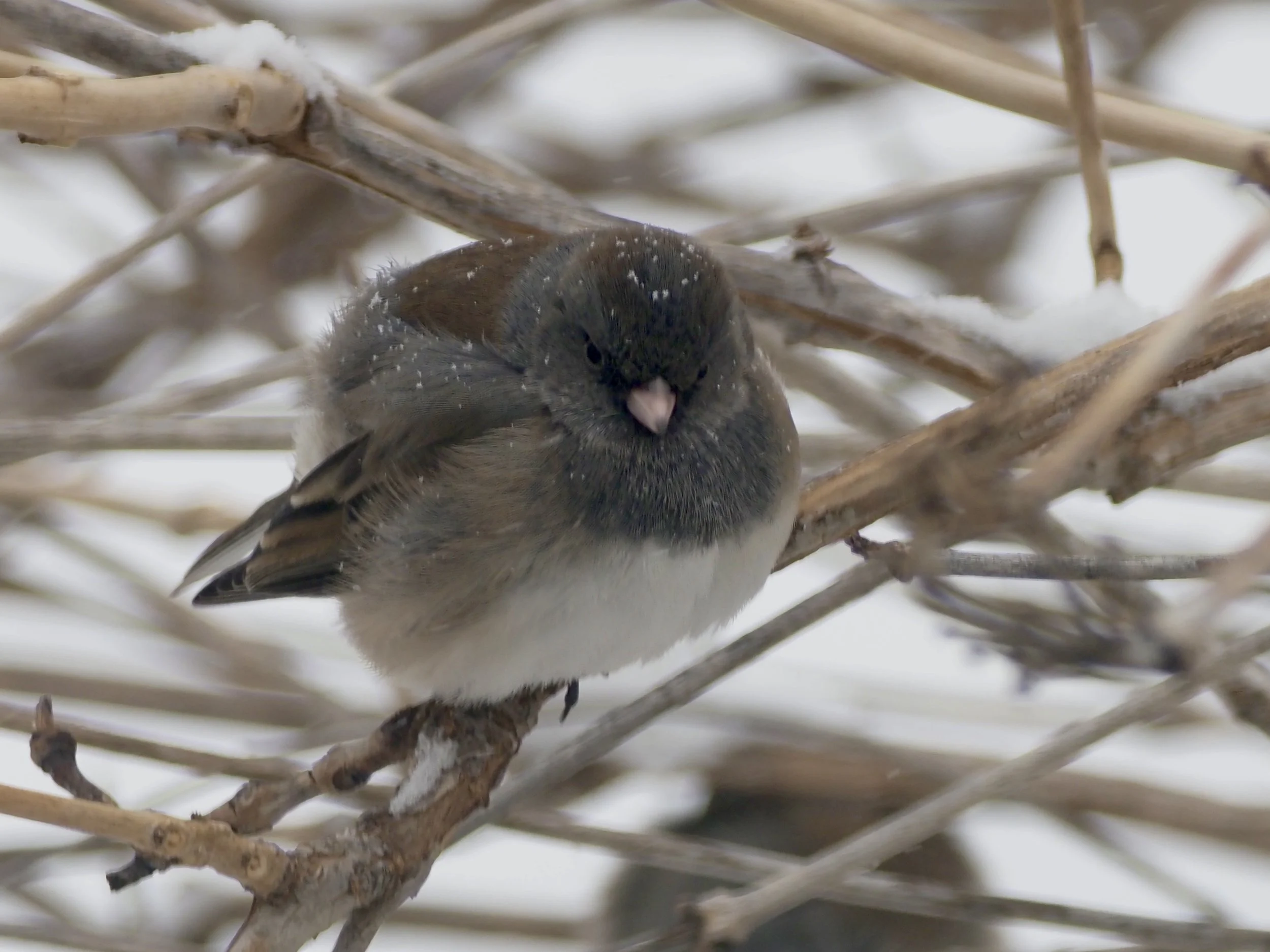 5-Cold Junco in Trumpet Vine.jpg