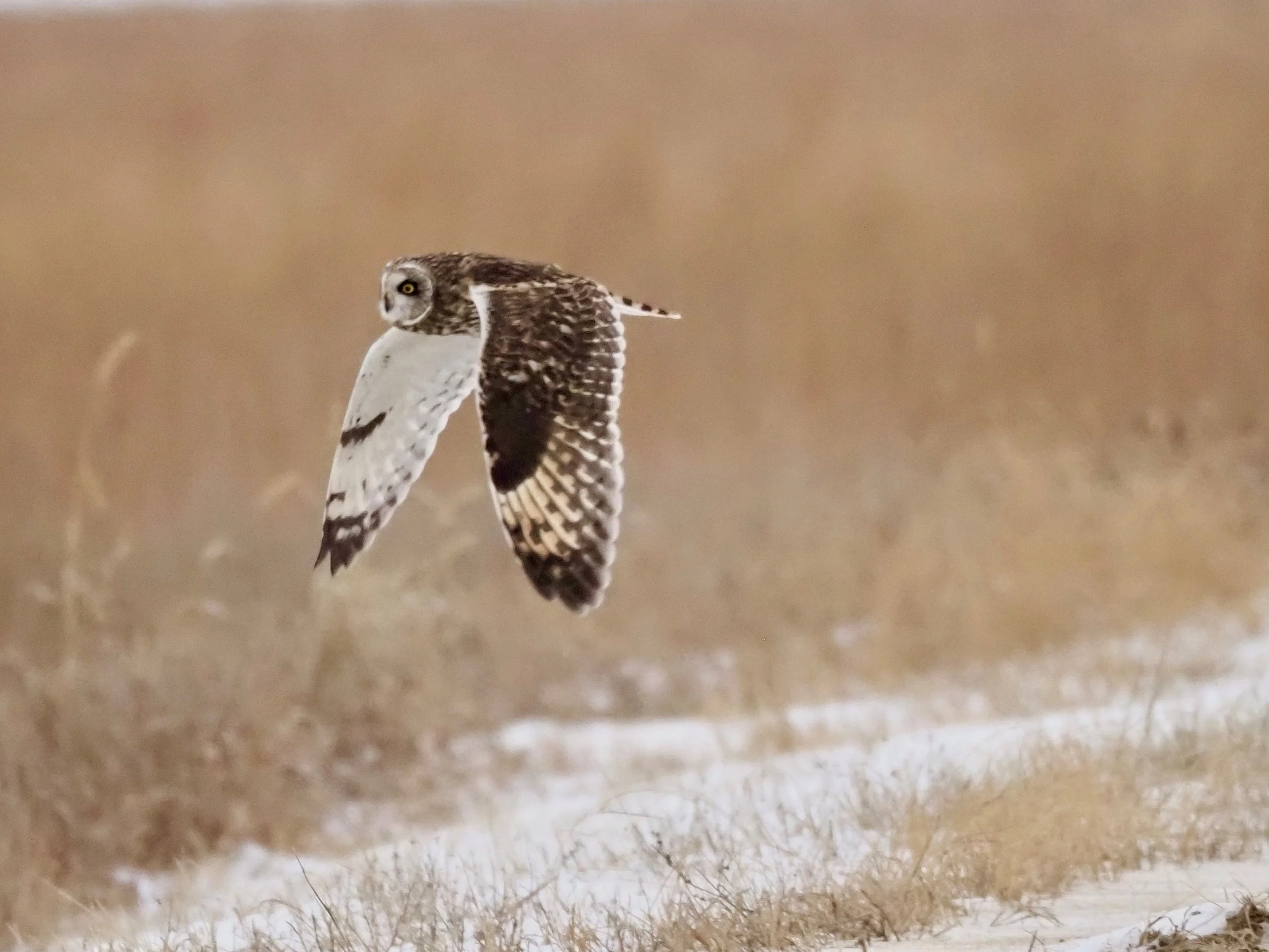 7-Short-eared Owl Flying at Owego in February.jpg