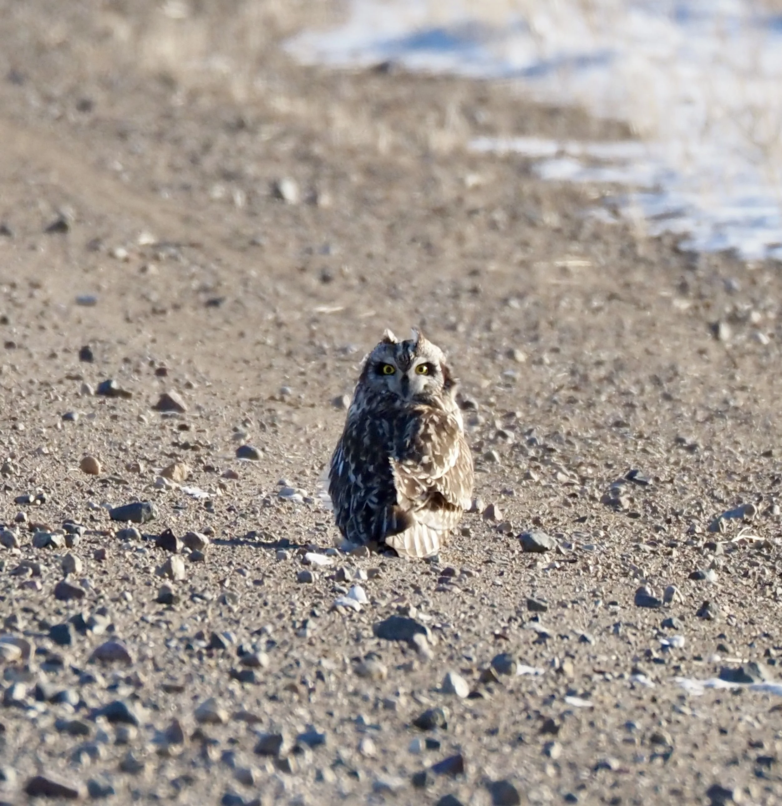 8-Short-eared Owl at Owego - on the road.jpg