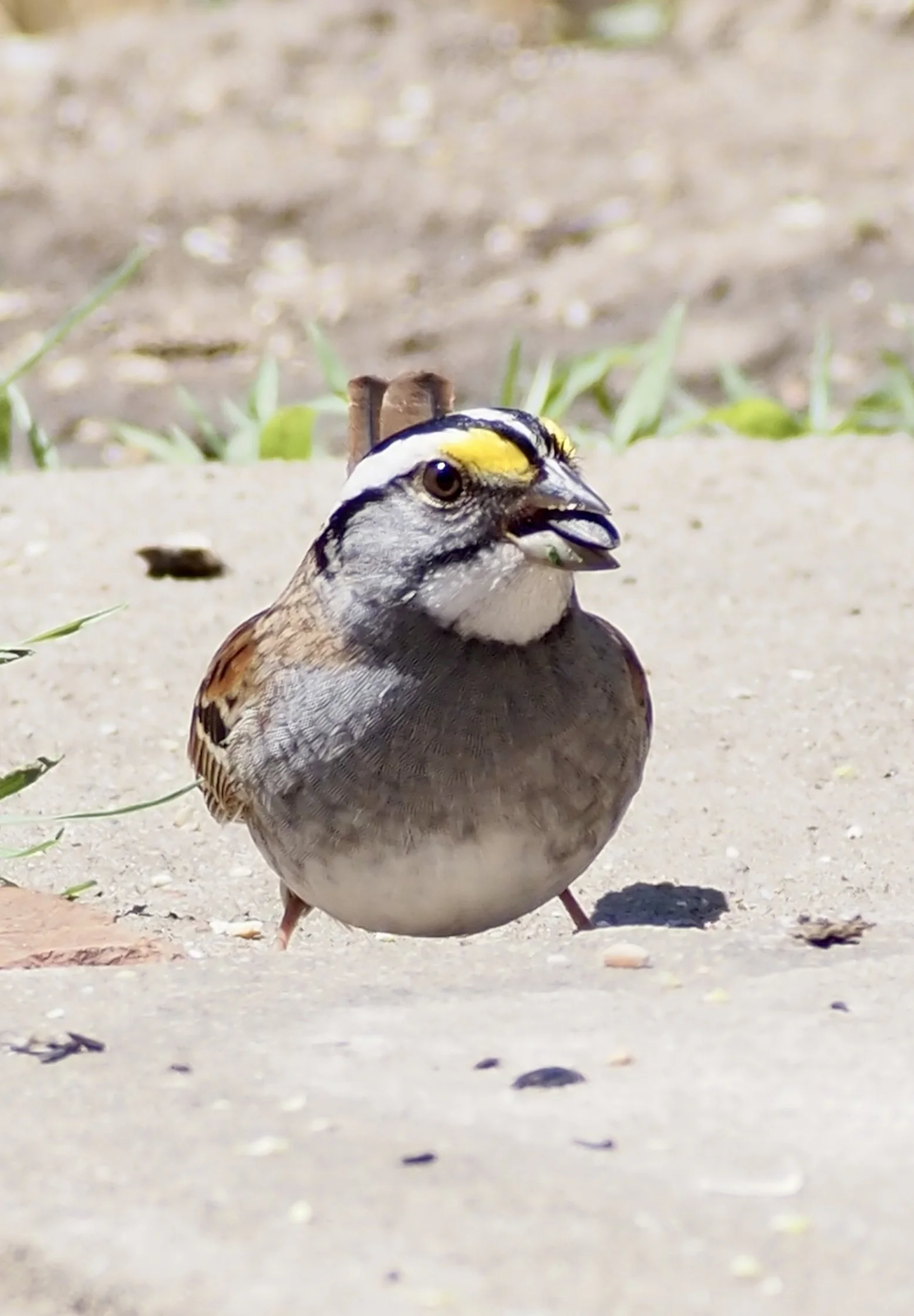 9-White-throated Sparrow on pation in April.jpg
