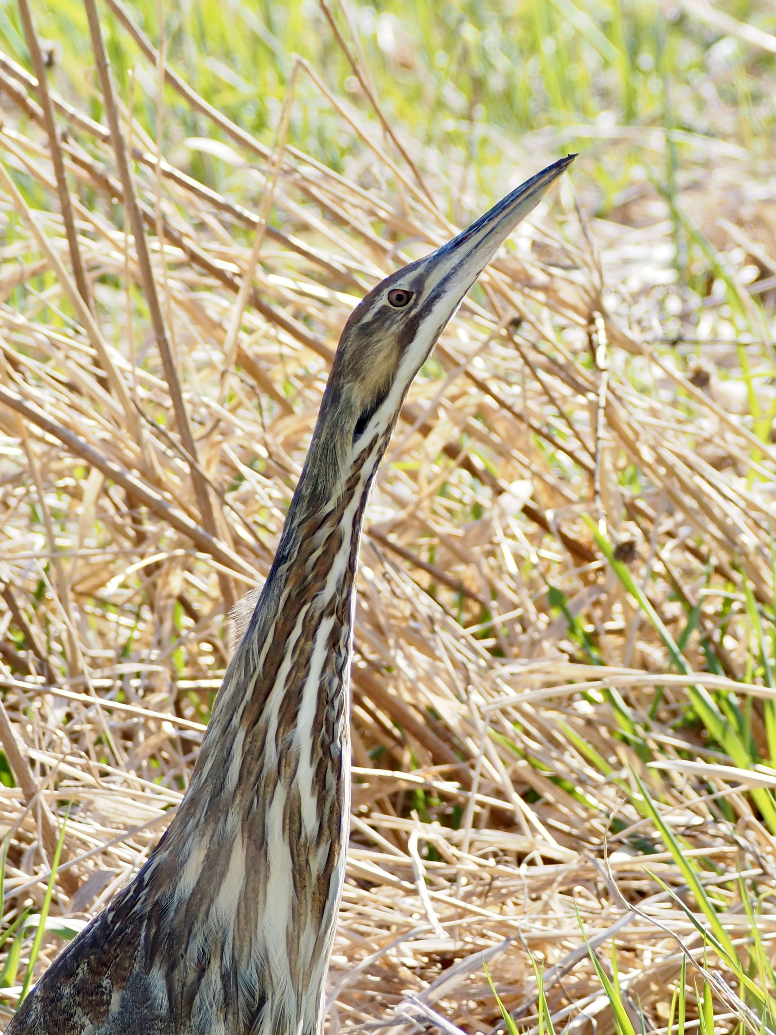 10-Bittern at Spirit Mound, SD - May 2025.jpg