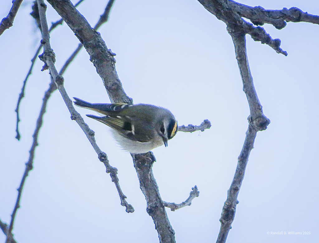 01_01102025_BaconCreekGCKinglet.png