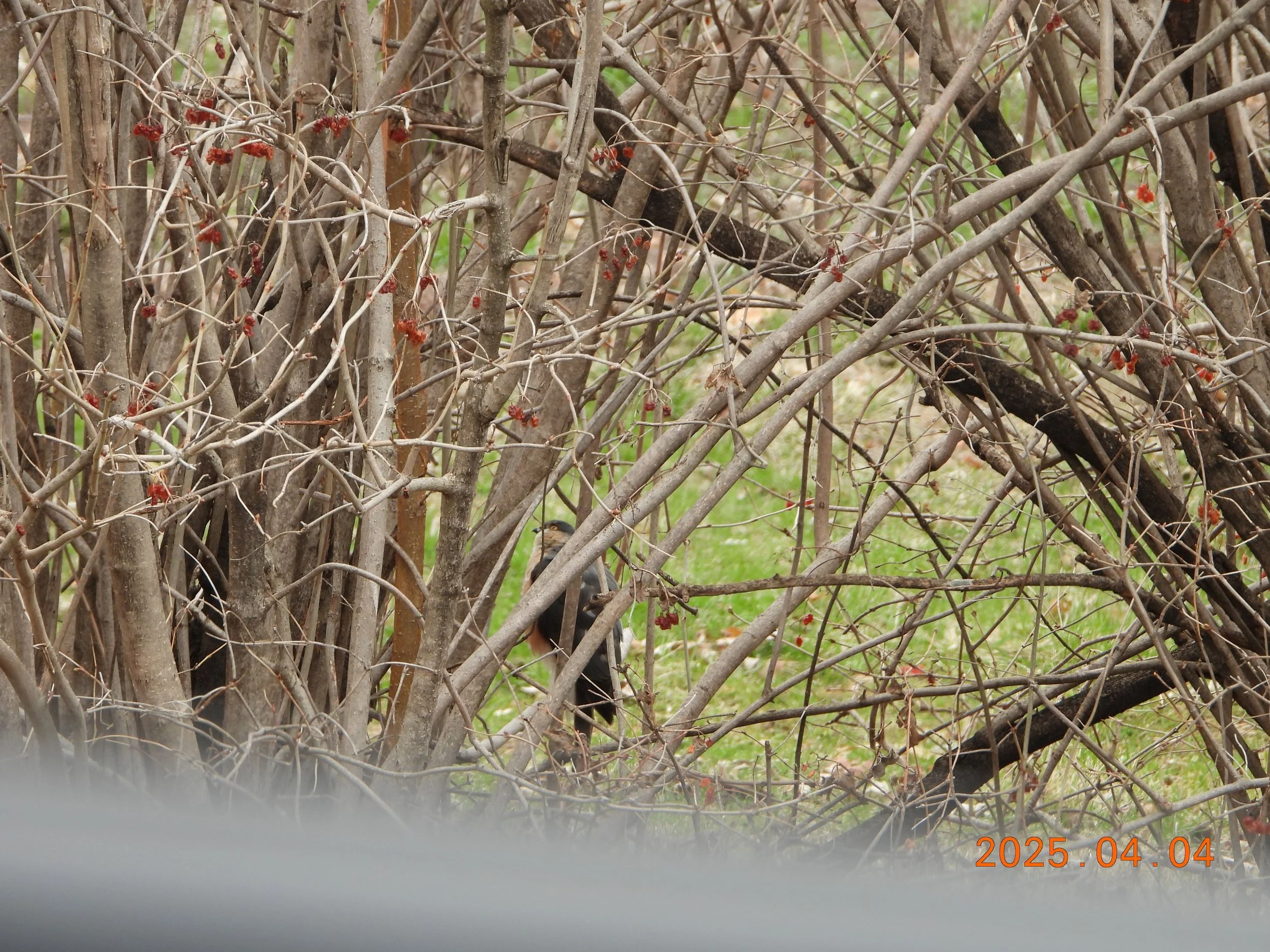 H DSCN2842 z 98(1)Merlin & Cedar Waxwings   4.24.2025 Brown's Lake JN.JPG