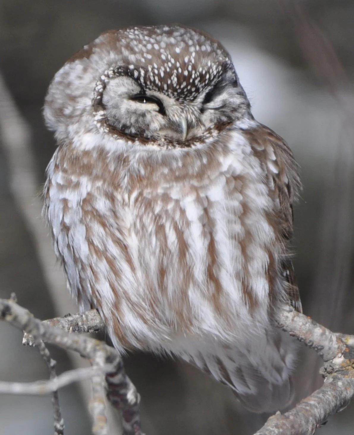 2025.01.23 BoOw1711 MN Huser.JPG