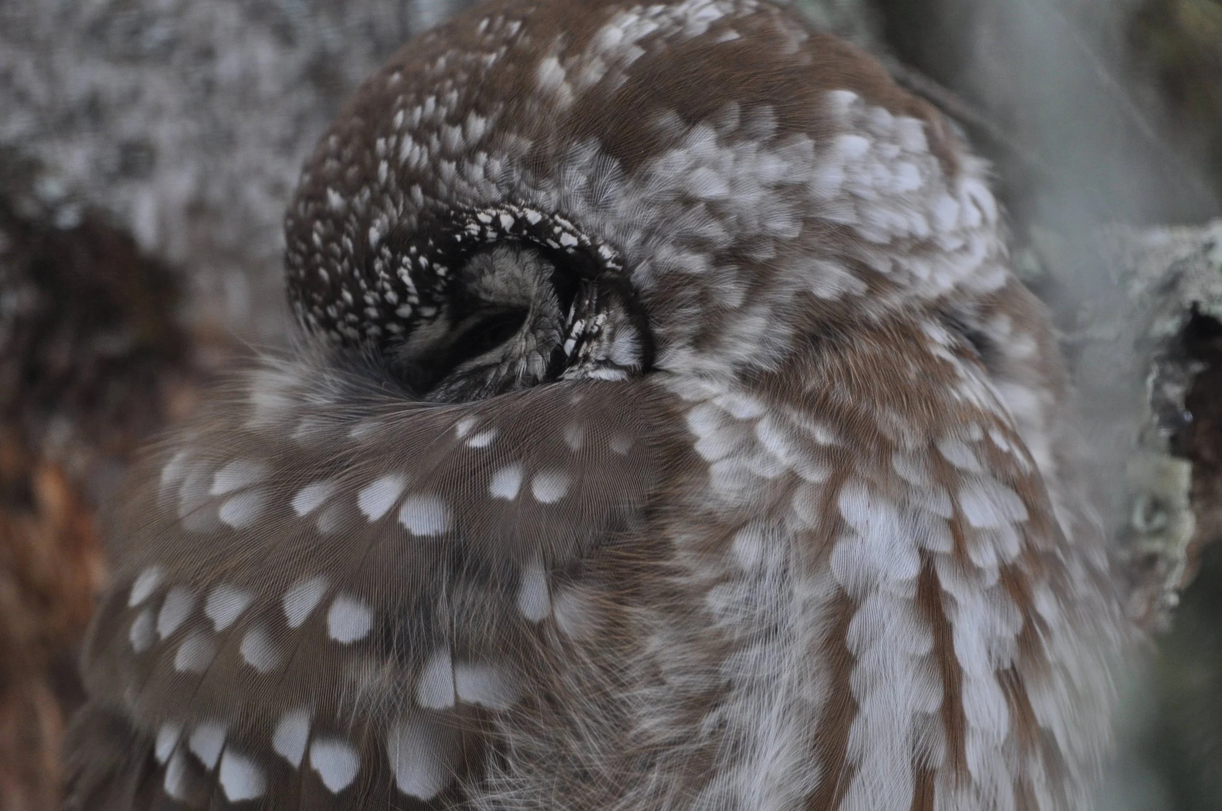 2025.01.24 BoOw1762 MN Huser.JPG