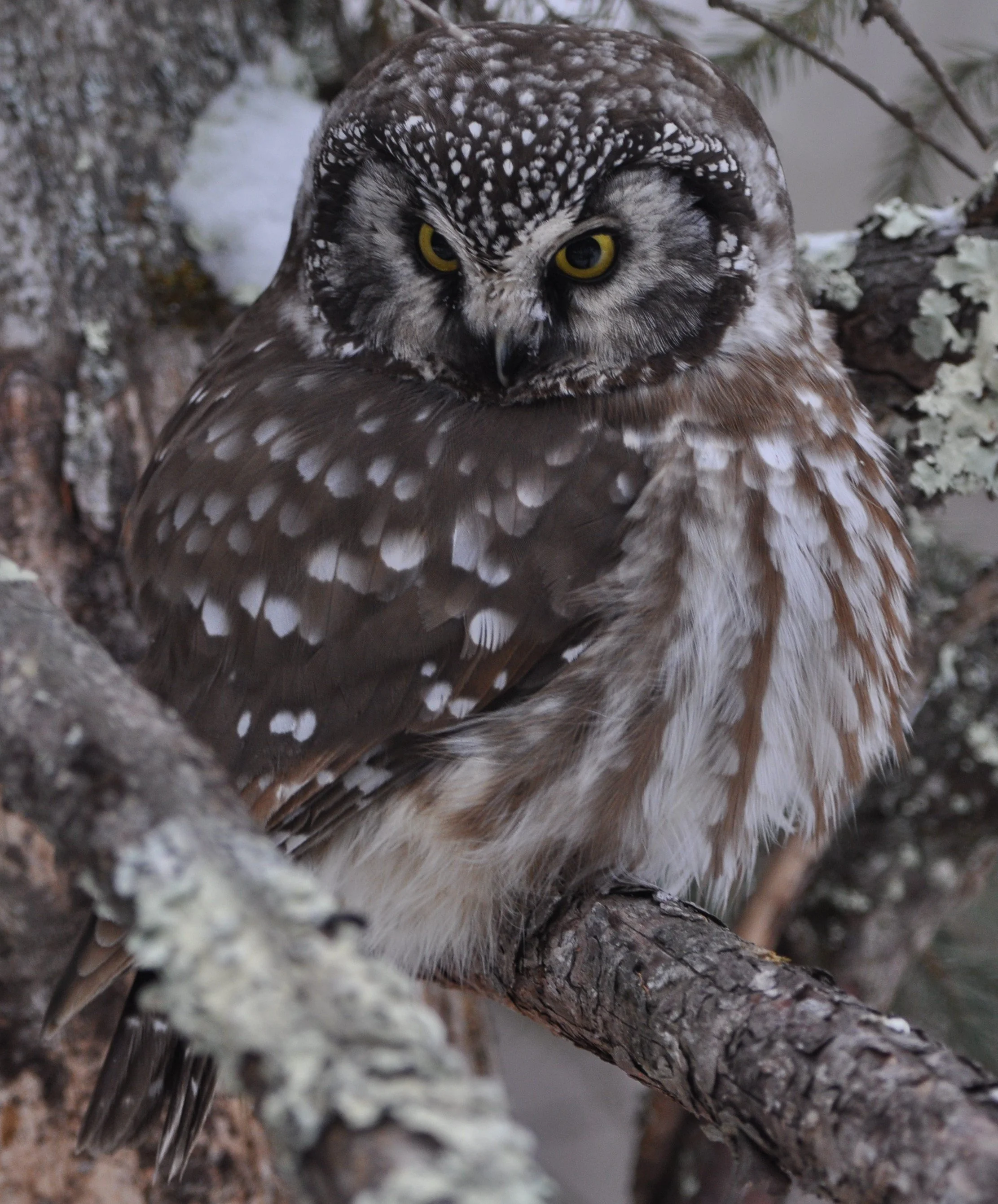 2025.01.24 BoOw1801 MN Huser.JPG