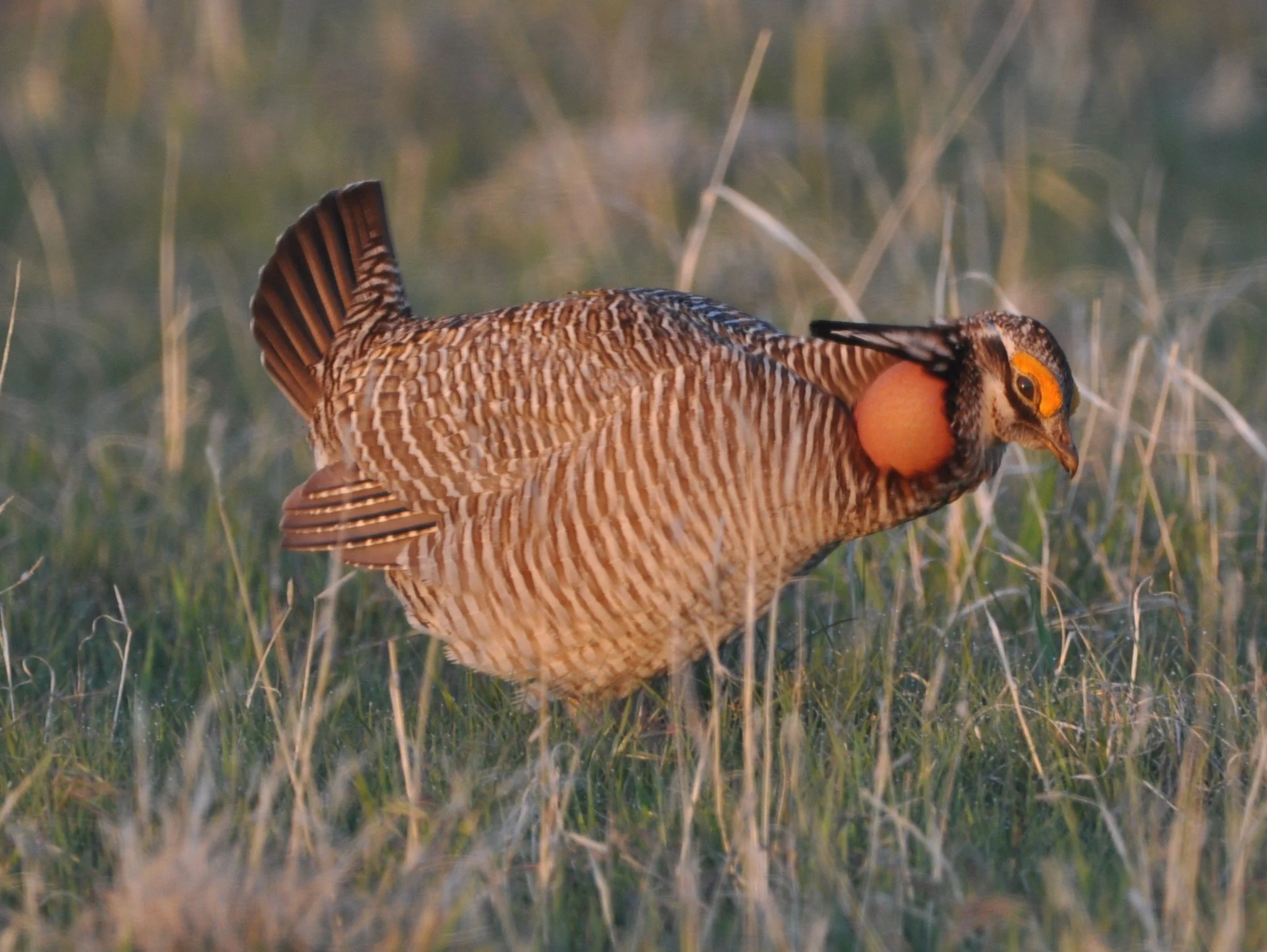 2025.05.04 LPCh1956 KS Huser.JPG