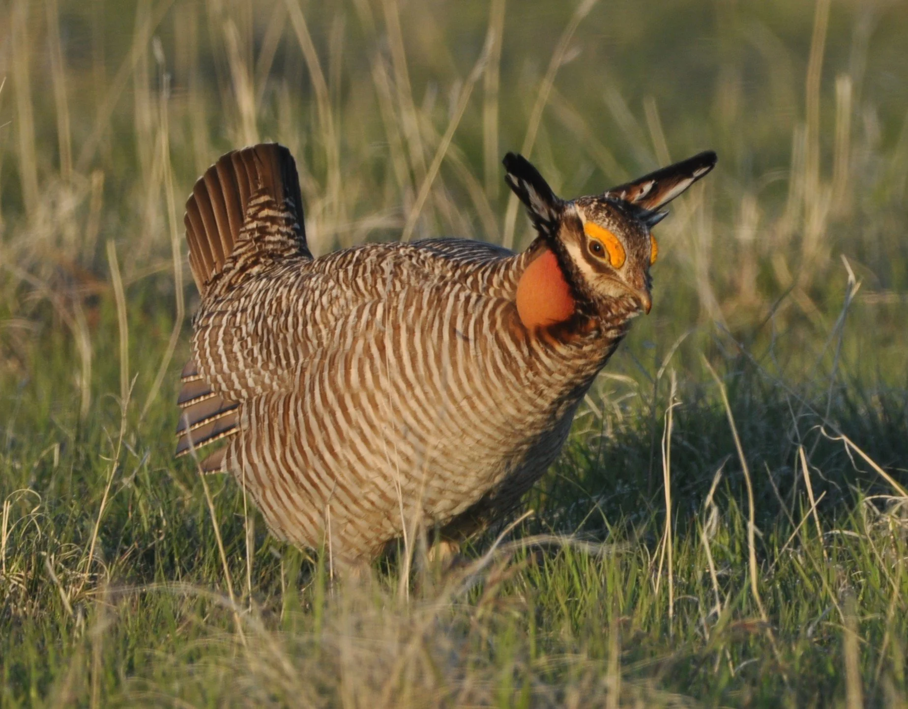 2025.05.04 LPCh1976 KS Huser.JPG