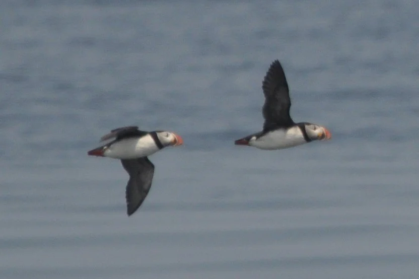 2025.06.08 AtPu0013 Me Huser.JPG