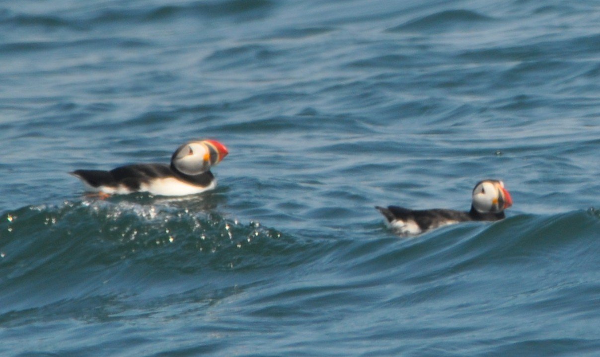 2025.06.11 AtPu0157 Me Huser.JPG