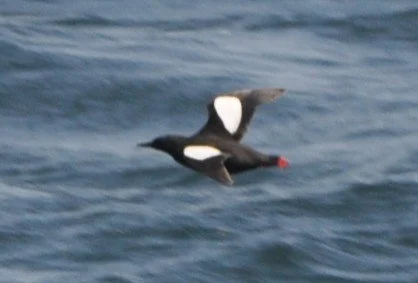 2025.06.11 BlGu0183 Me Huser.JPG