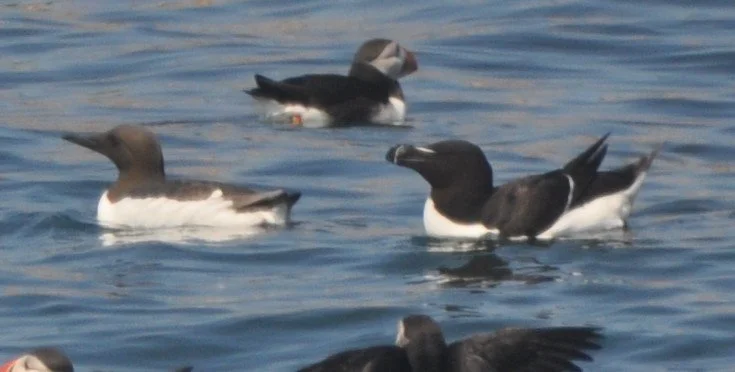 2025.06.11 Razo0086 Me Huser.JPG