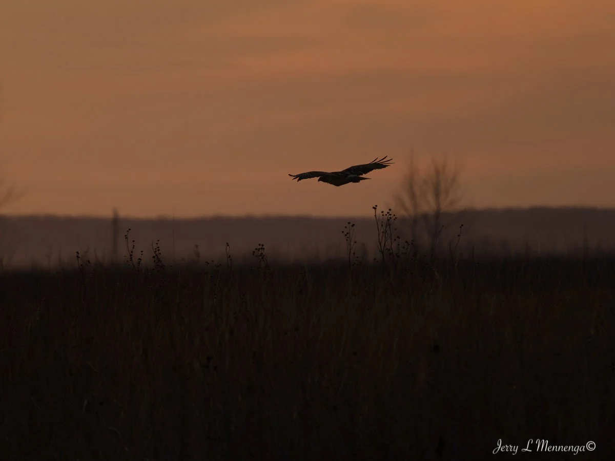 Raptors Owego Wetland 2026 02-15_0251_DxO.jpg