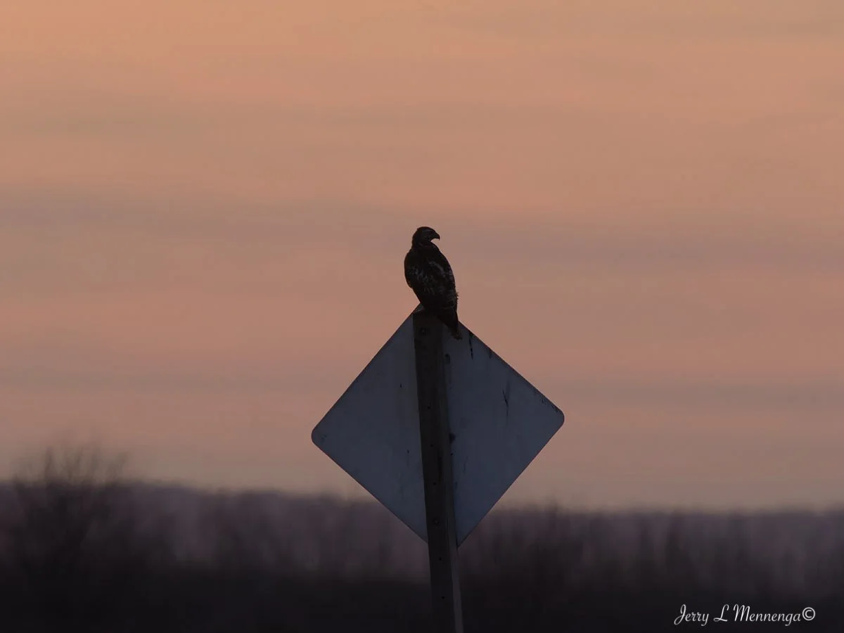 Raptors Owego Wetland 2026 02-15_0304_DxO.jpg